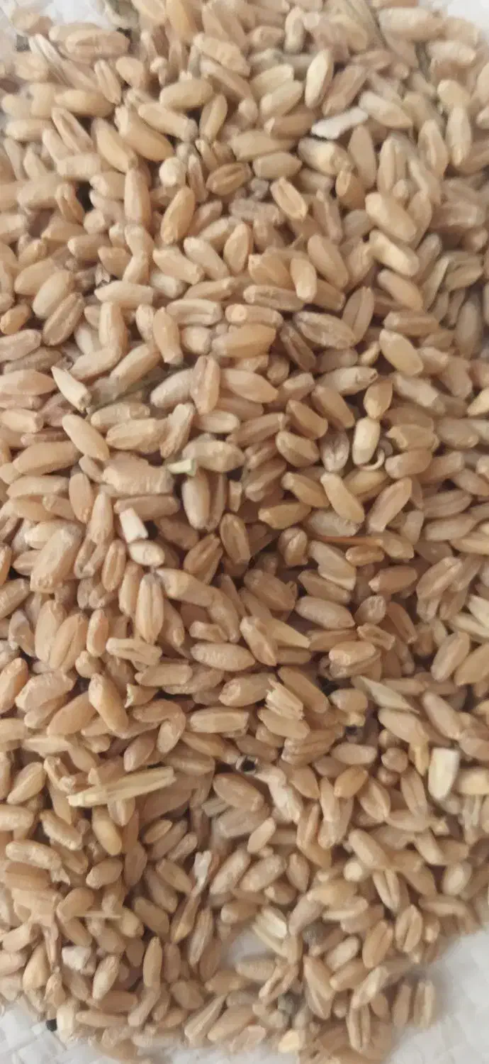 گندم دیم زاگرس|خدمات باغبانی و درختکاری|چگنی, |دیوار