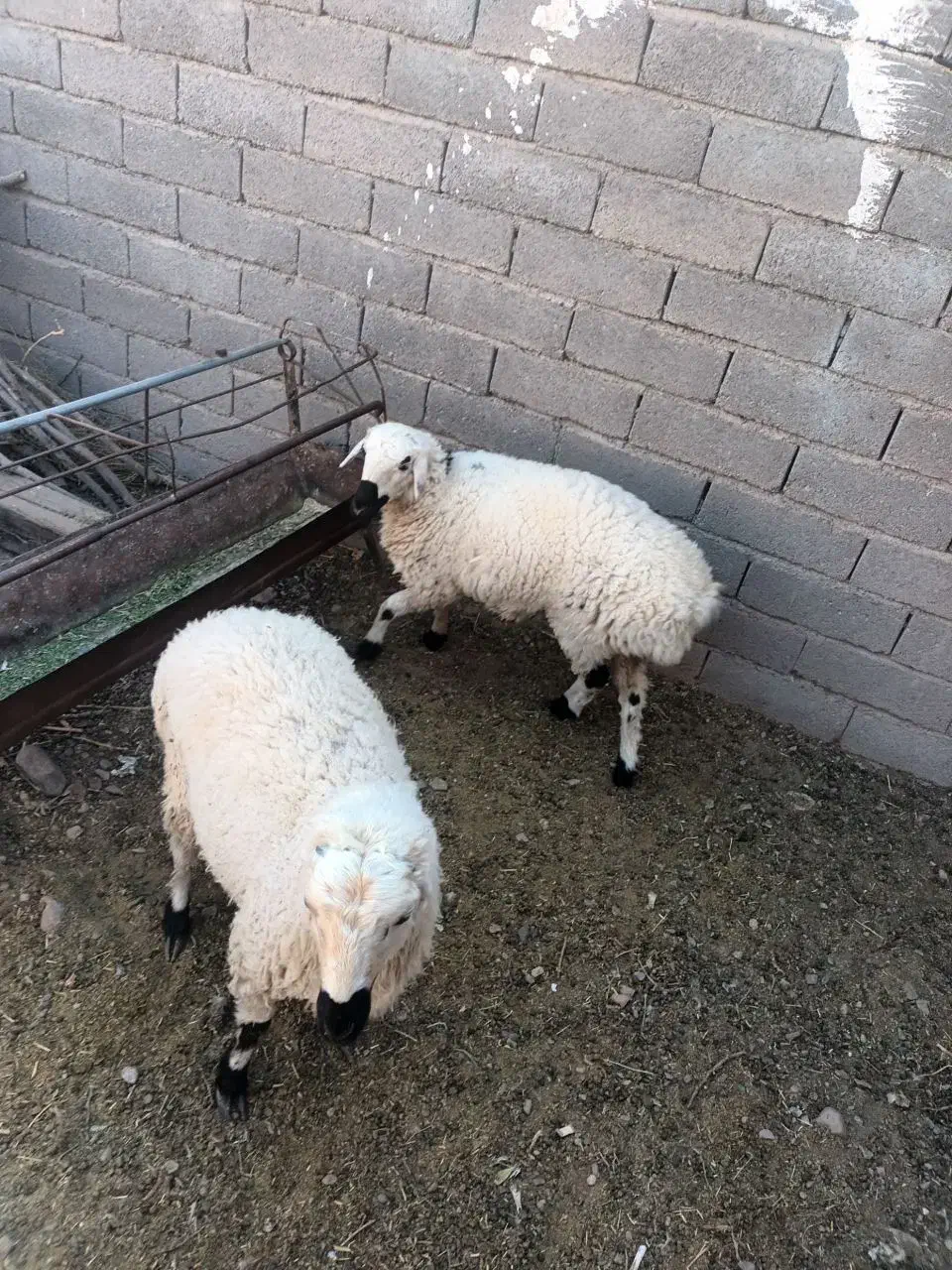 گوسفند نرگوزلی خوش گوشت|حیوانات مزرعه|تربتحیدریه, پائین ولایت|دیوار