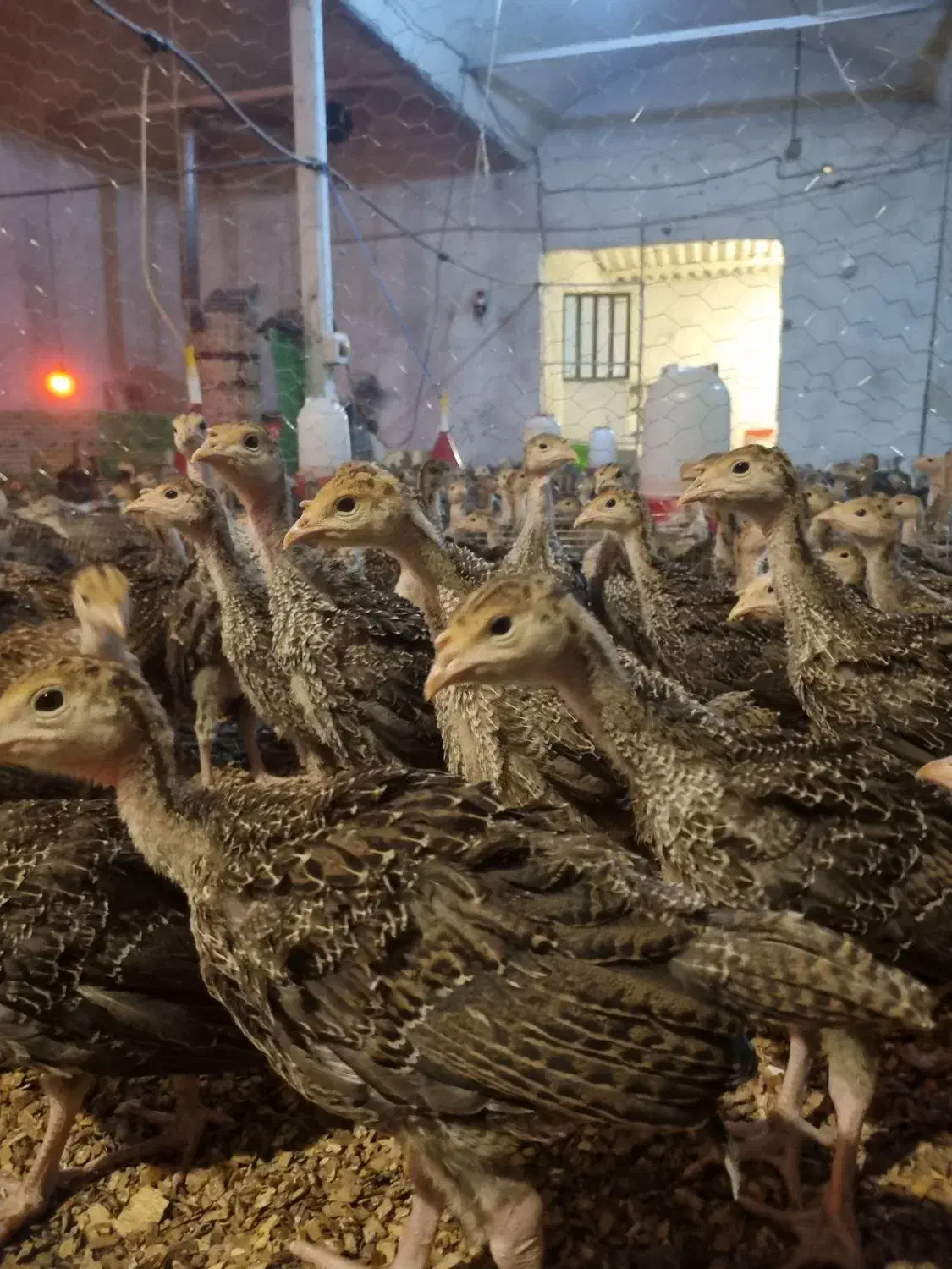 جوجه بوقلمون 28 روزه برنز و بوربن وزن بین500تا600گ|حیوانات مزرعه|شهریار, رزکان|دیوار