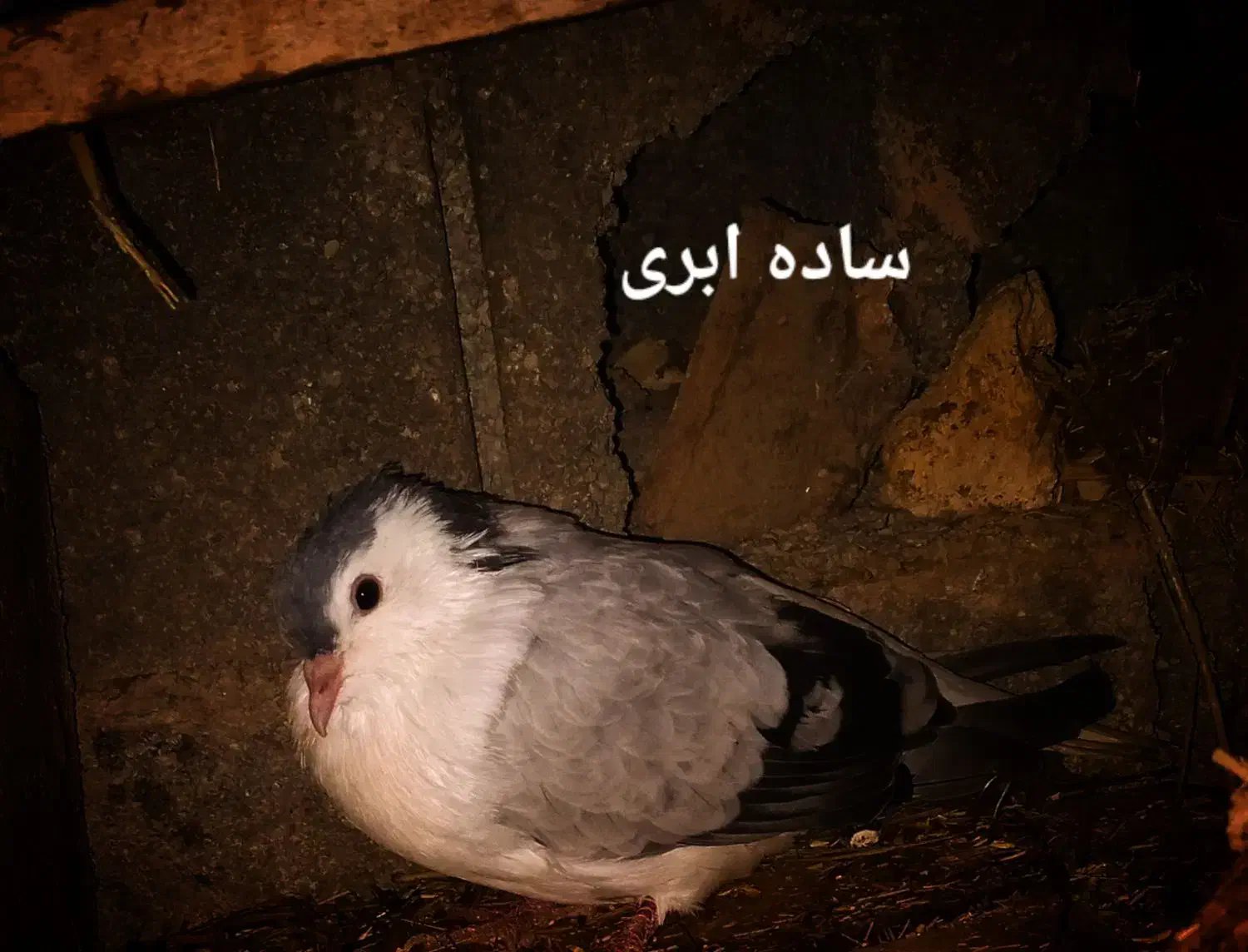 کبوتر ساده|پرنده|آشخانه, |دیوار