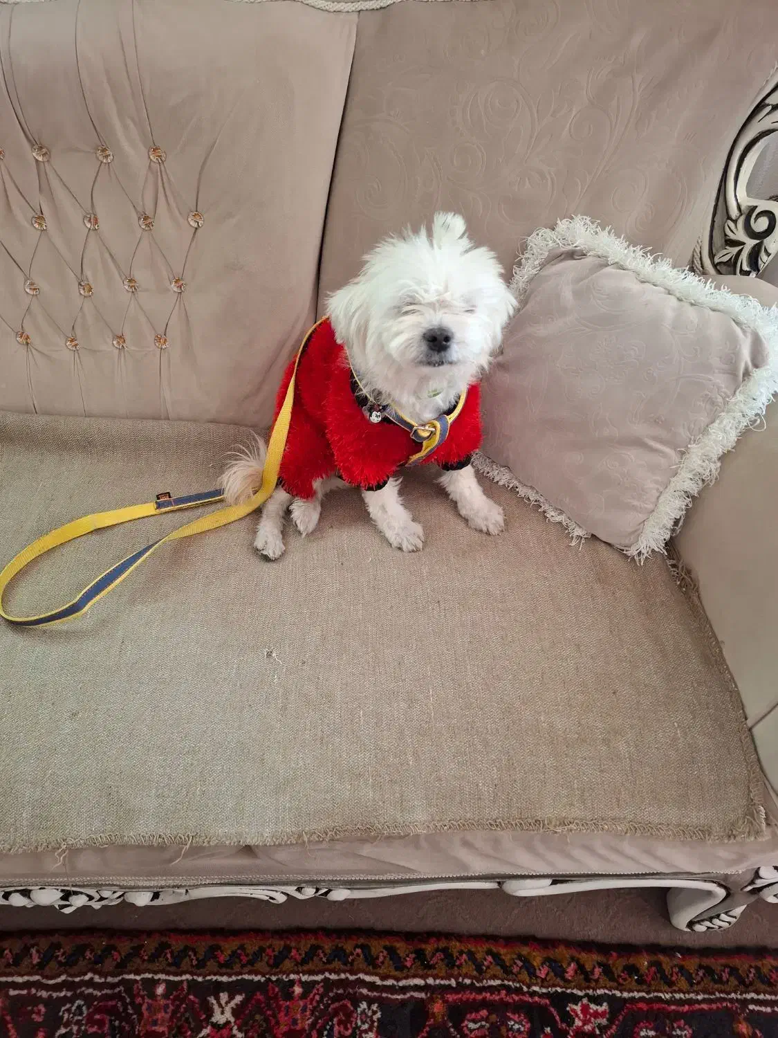 واگذاری سگ پاکوتاه شیتزو خالص ماده|سگ|تبریز, |دیوار