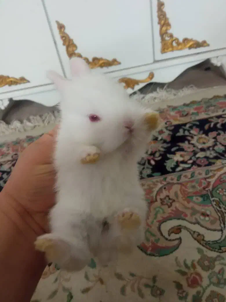 خرگوش کوچولوناز|موش و خرگوش|قم, شهر قائم|دیوار