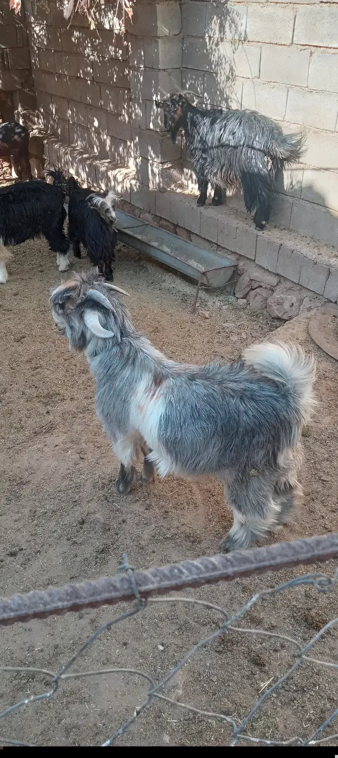 بزغاله|حیوانات مزرعه|اردل, |دیوار