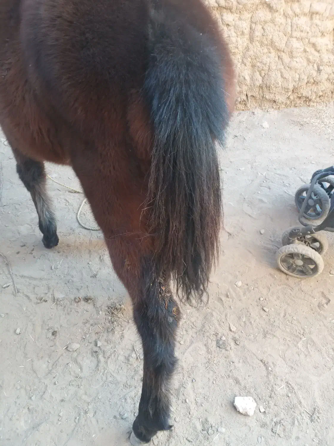 اسب نر|اسب و تجهیزات اسبسواری|نیشابور, دارایی|دیوار