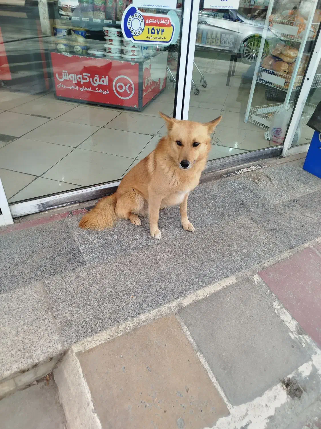 سگ پیدا شده|حیوانات|هشتگرد, تهران دشت|دیوار