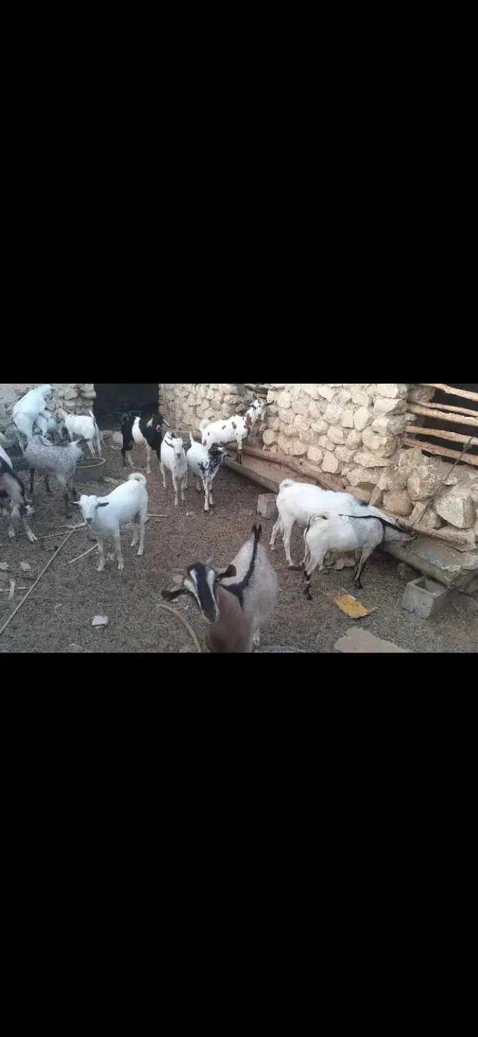 بزنر|حیوانات مزرعه|فین, |دیوار