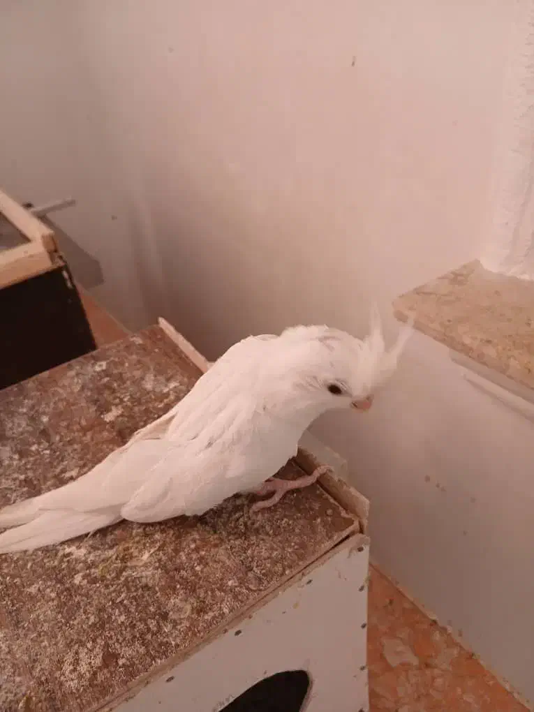 عروس هلندی پروانه‌ای و آلبینو|پرنده|داراب, |دیوار