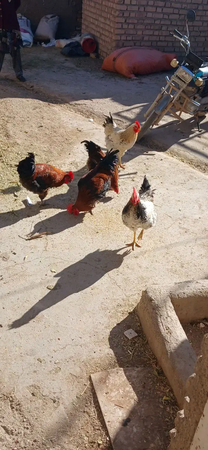 خروس|حیوانات مزرعه|فیروزه, |دیوار