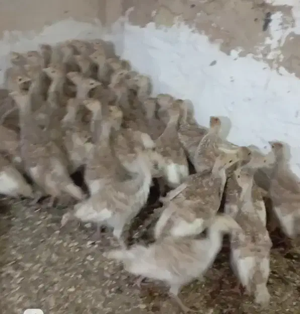 جوجه بوقلمون ۲ماهه|حیوانات مزرعه|ساوه, |دیوار