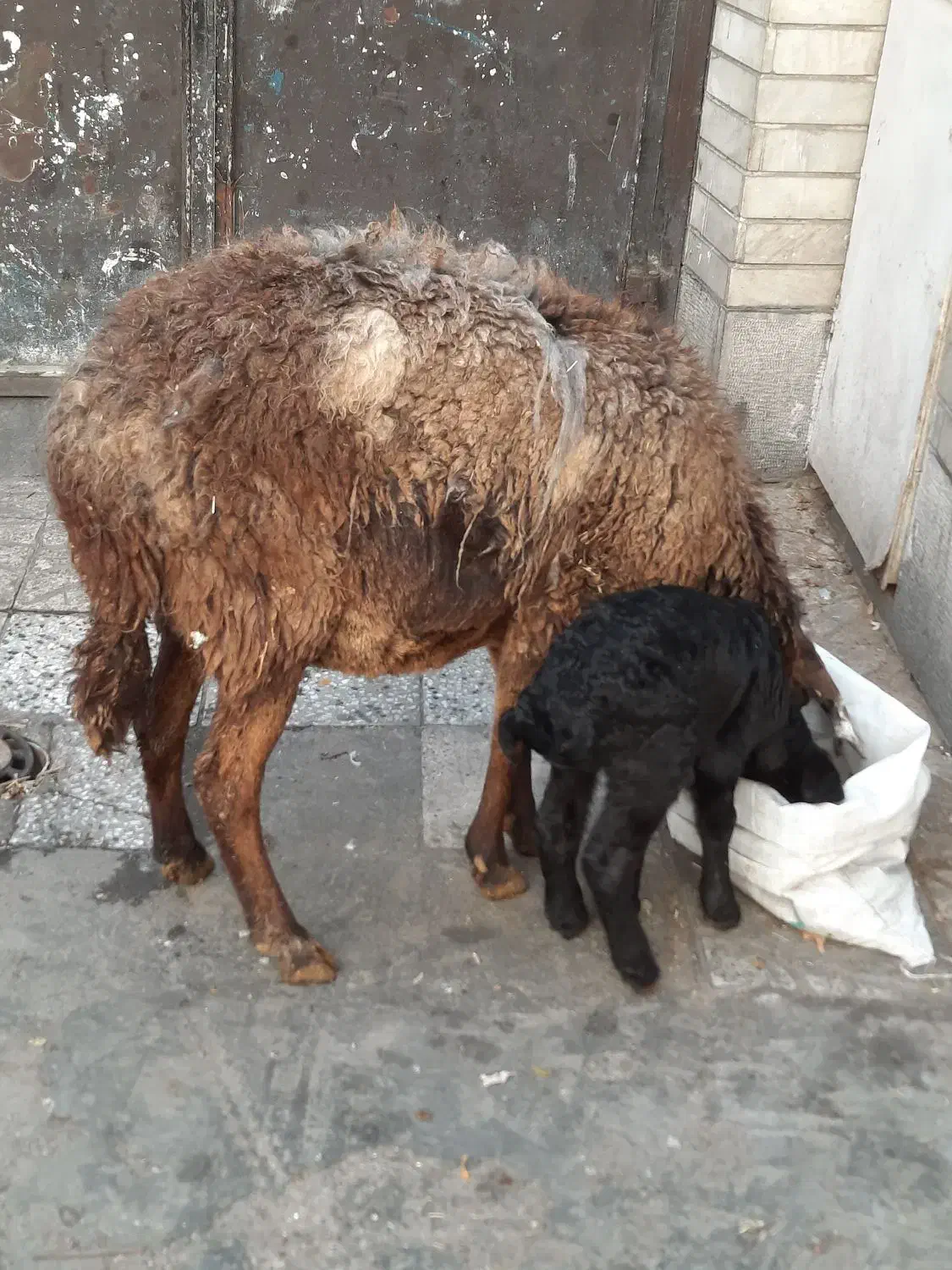 میش زاییده|حیوانات مزرعه|تهران, انبار نفت|دیوار