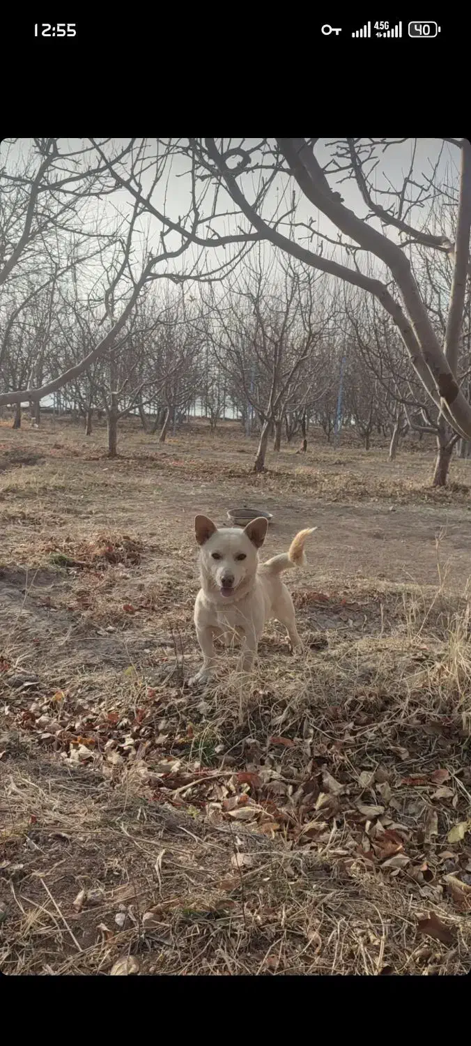 واگذاری پا کوتاه( بیسدی)|سگ|تبریز, |دیوار