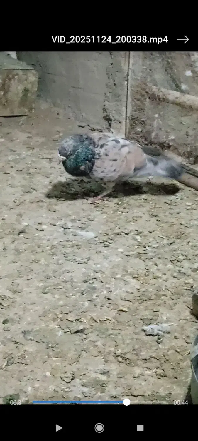 سبز پلاکی دو خط هفترنگ نر کله سینه زرد|پرنده|مشهد, شهرک صنعتی توس|دیوار