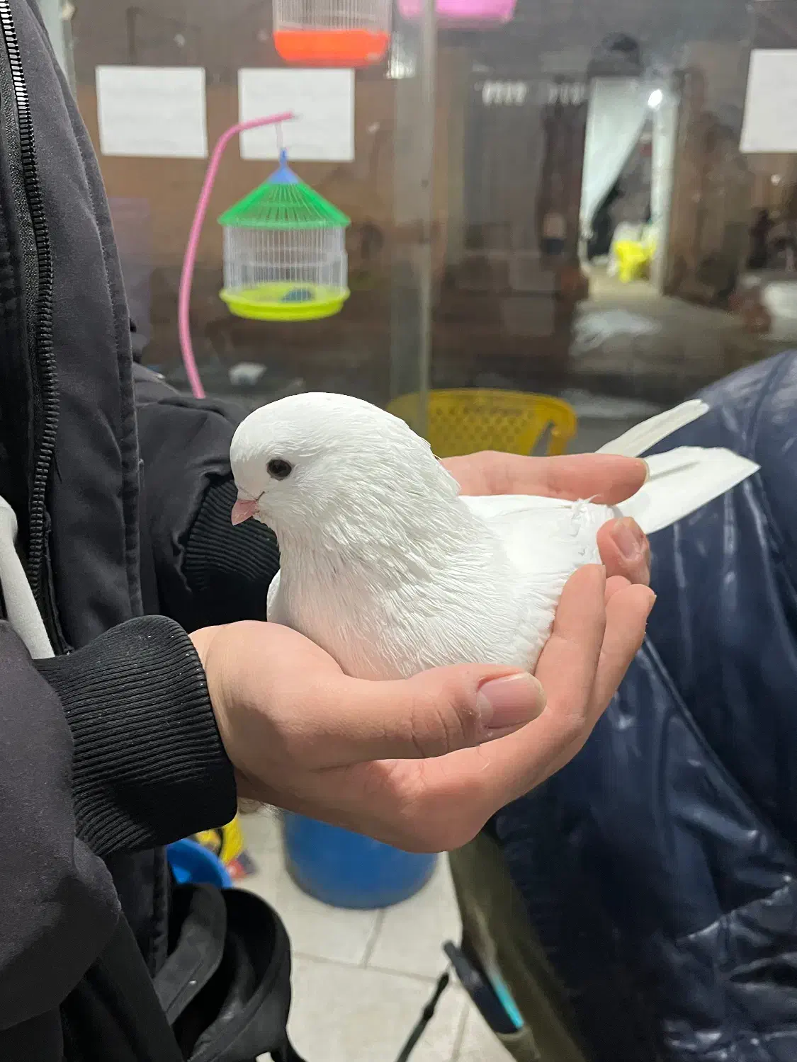 کبوتر سفید کله پفکی|پرنده|قائم‌شهر, |دیوار