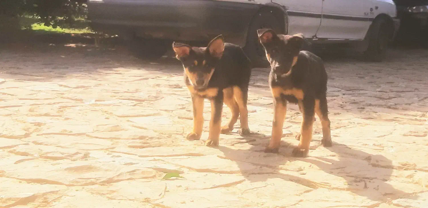 توله سگ ژرمن|سگ|ساری, |دیوار