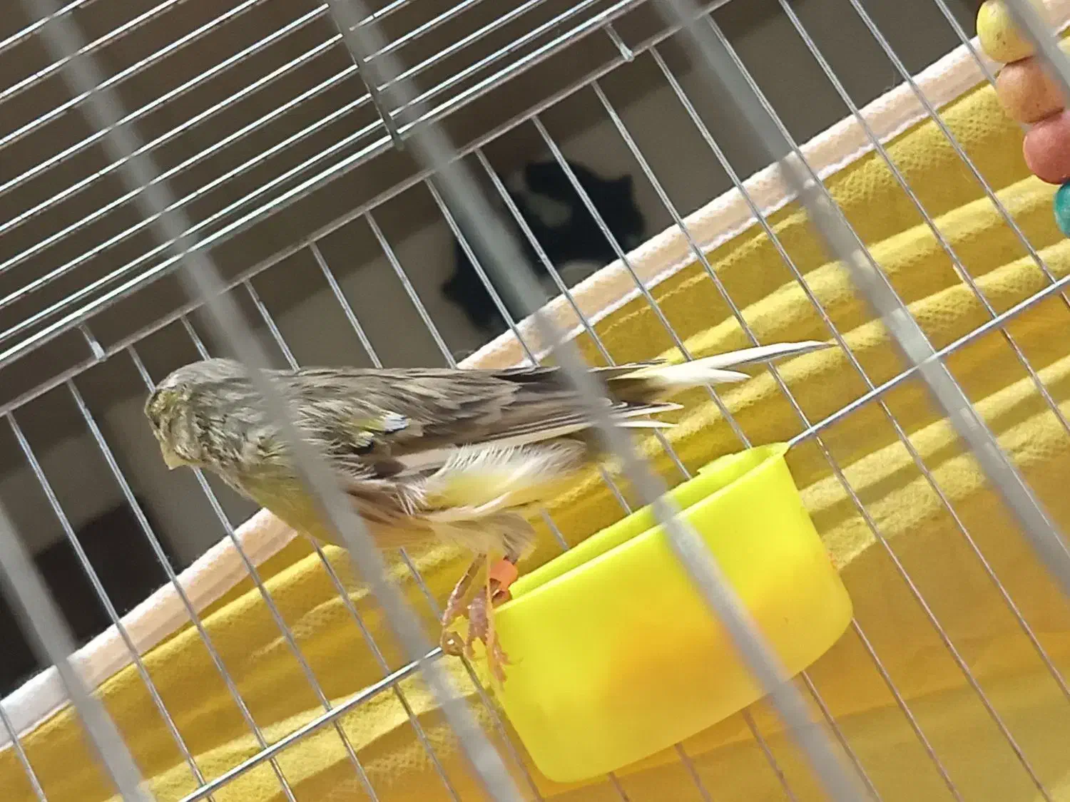 قناری ابلغ زرد هشت ماهه توپر کشیده|پرنده|خمینی‌شهر, |دیوار