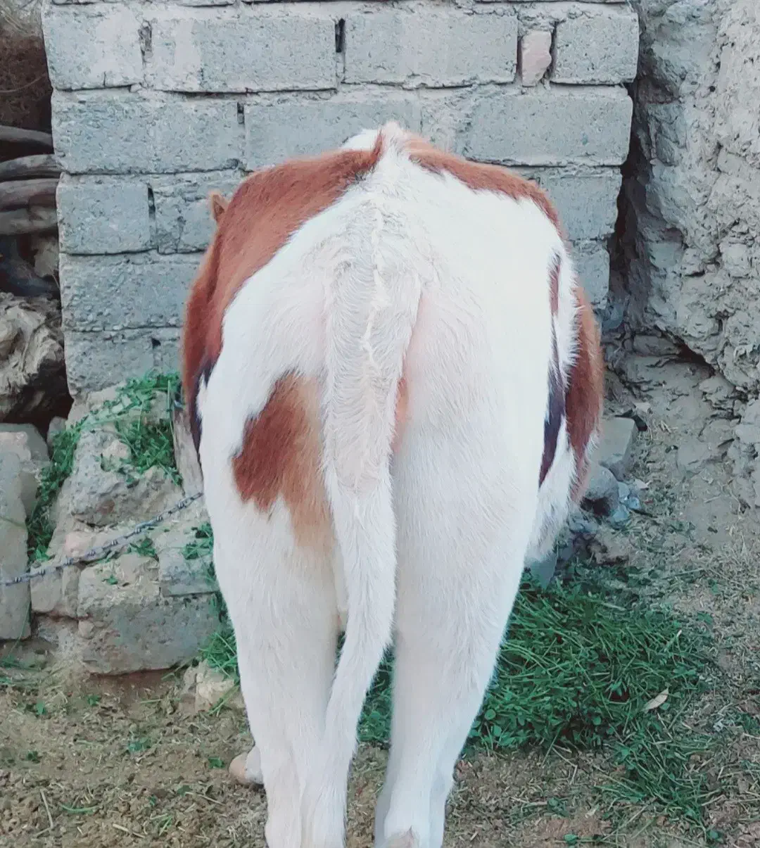 گستر چاق (مناسب برای قصابی و نگهداری (|حیوانات مزرعه|جزنیک, |دیوار