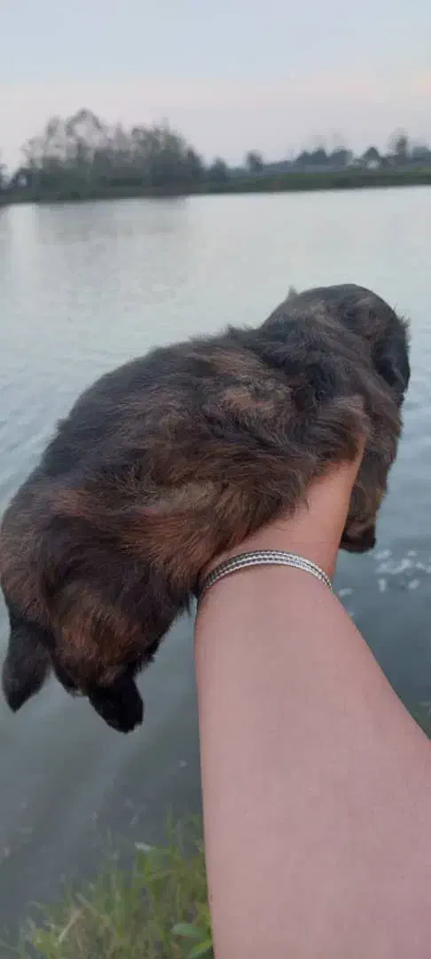 واگزاری سگ شیتزو|سگ|رشت, احمد گوراب|دیوار