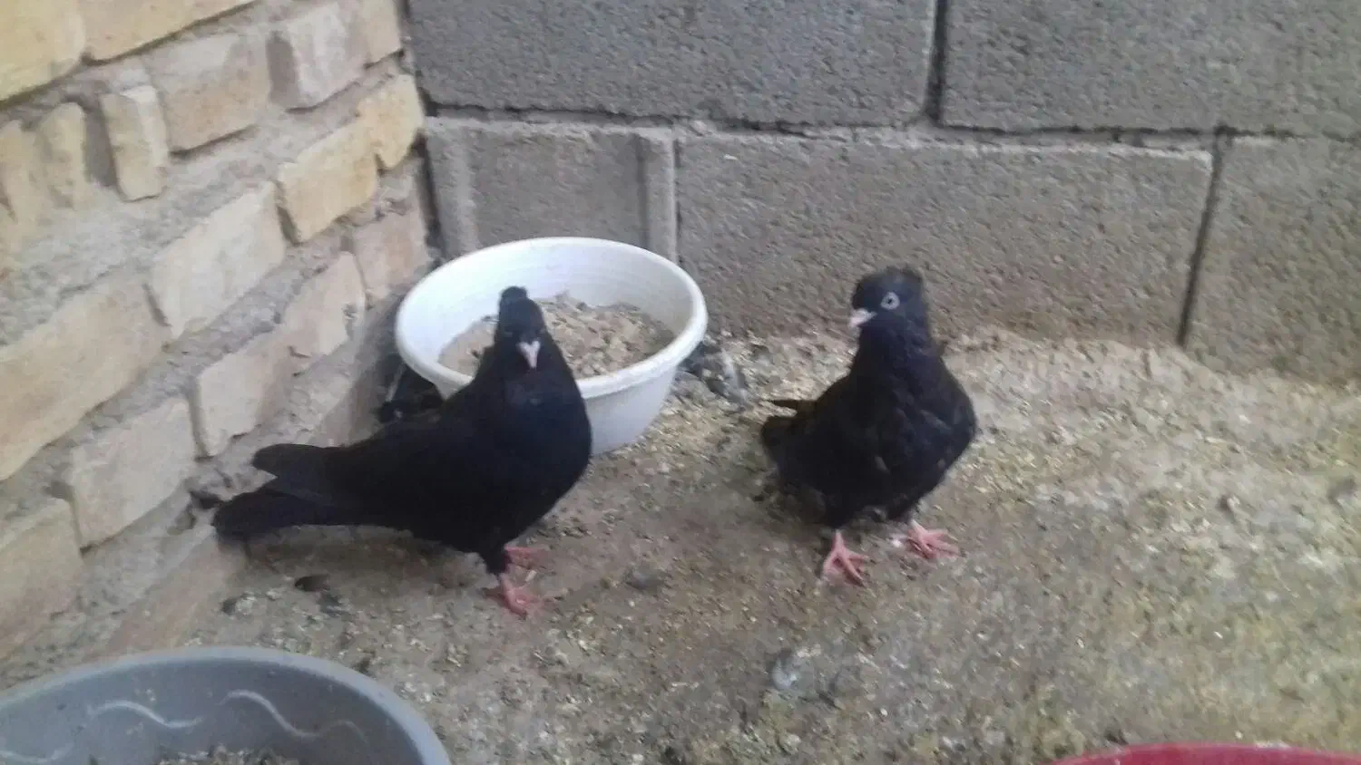 کبوتر زاغ|پرنده|مبارکه, |دیوار