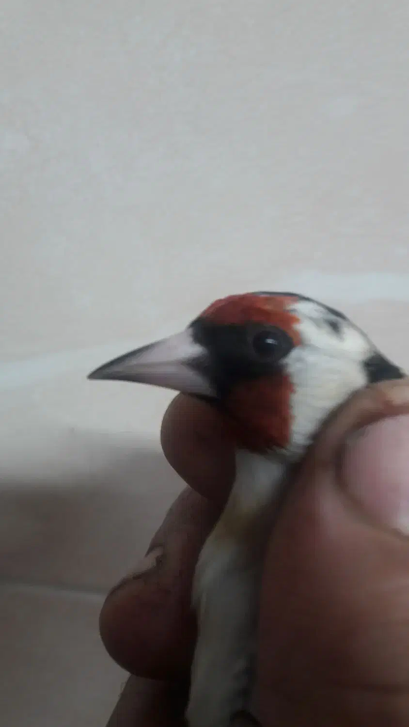 سهره گل بلند|پرنده|قم, شاه ابراهیم|دیوار