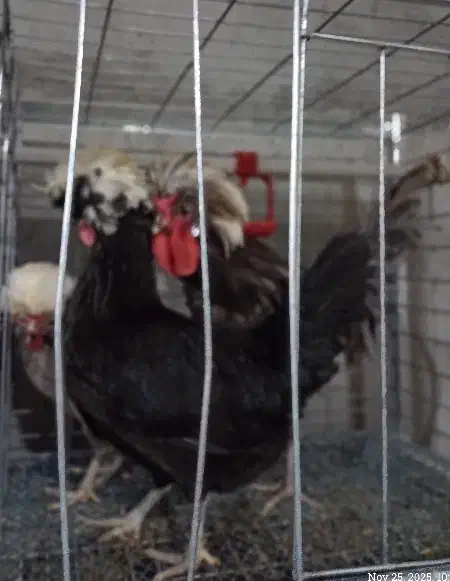 تخم مرغ لهستانی|حیوانات مزرعه|مشهد, توس (بلوار توس)|دیوار