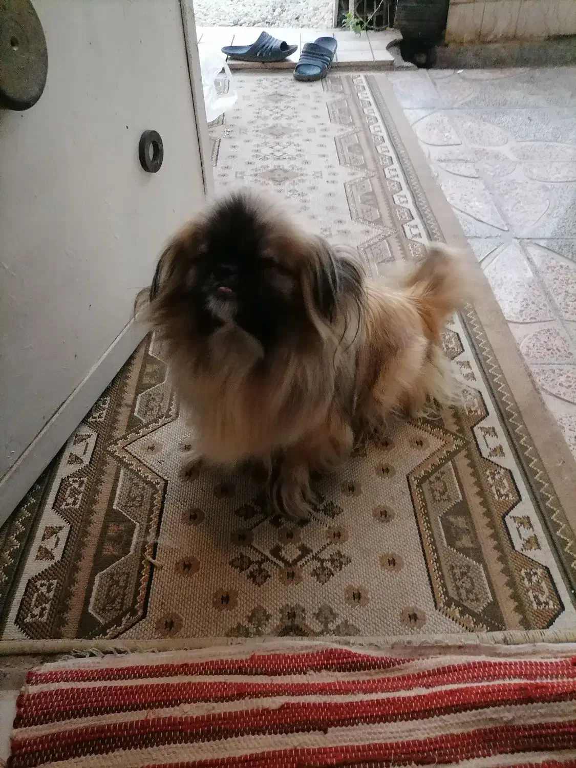 سگ نژاد دار خونگی|سگ|گرگان, |دیوار