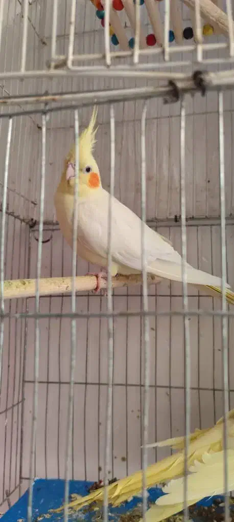 عروس هلندی زعفرانی و لیتینو|پرنده|خرمشهر, |دیوار