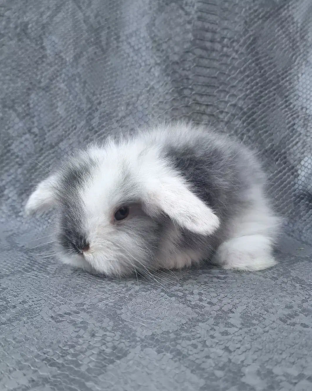 توله خرگوش لوپ عروسکی (همه رنگ)|موش و خرگوش|اهواز, پادادشهر|دیوار