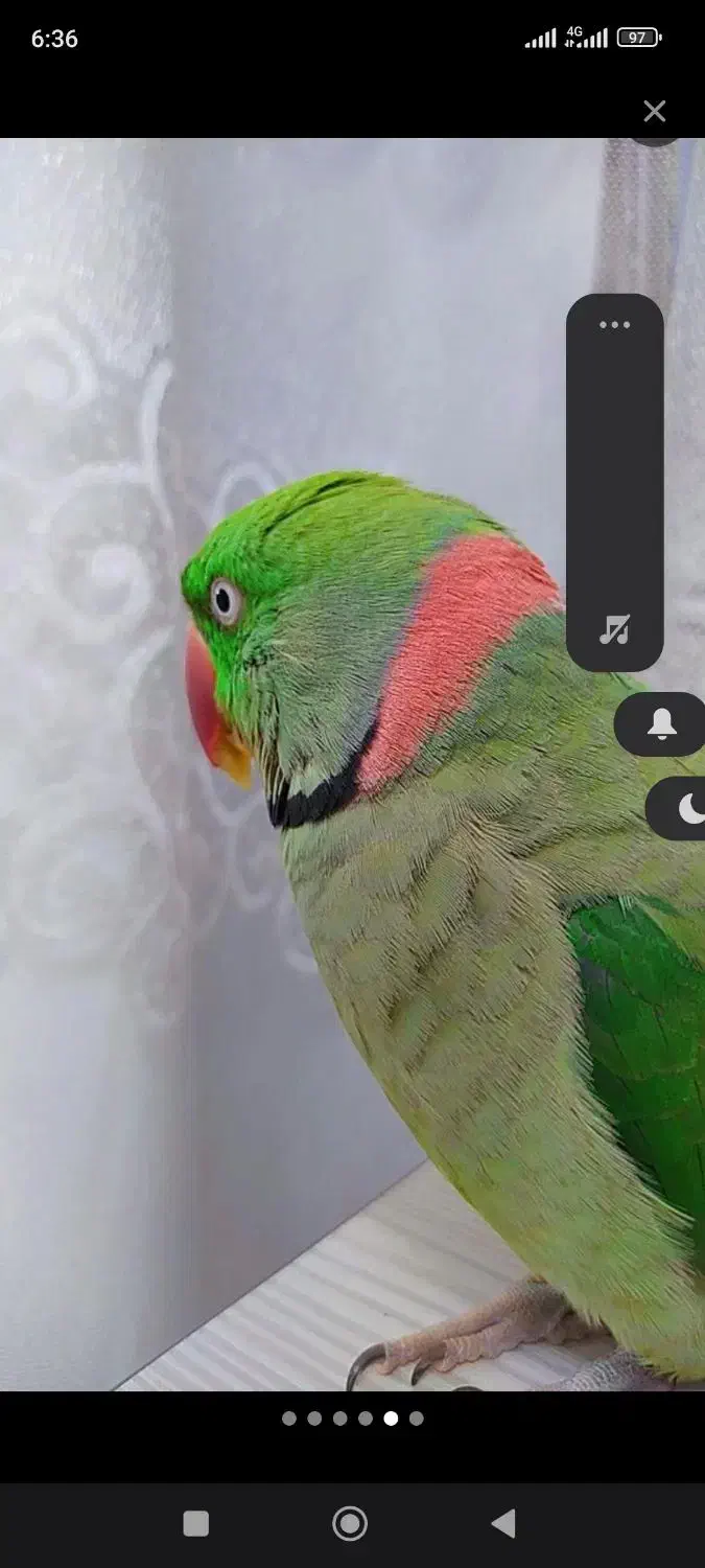 شاه طوطی|پرنده|تهران, امام حسین|دیوار