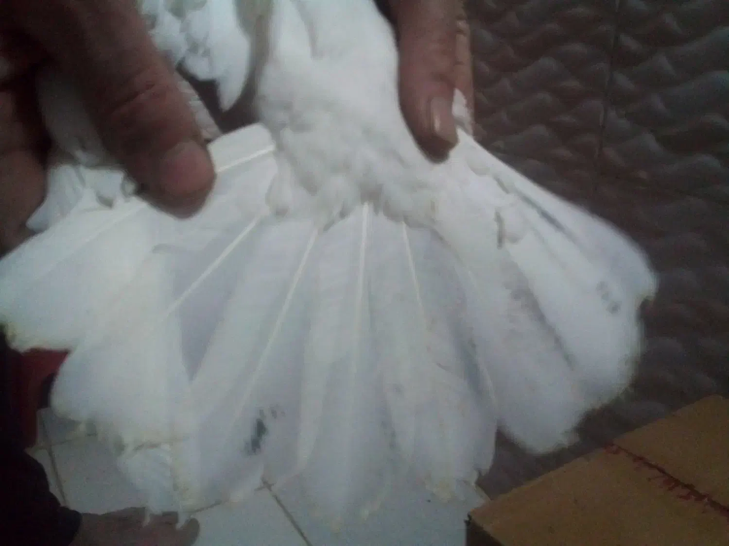 کبوتر طوقی|پرنده|اردبیل, |دیوار