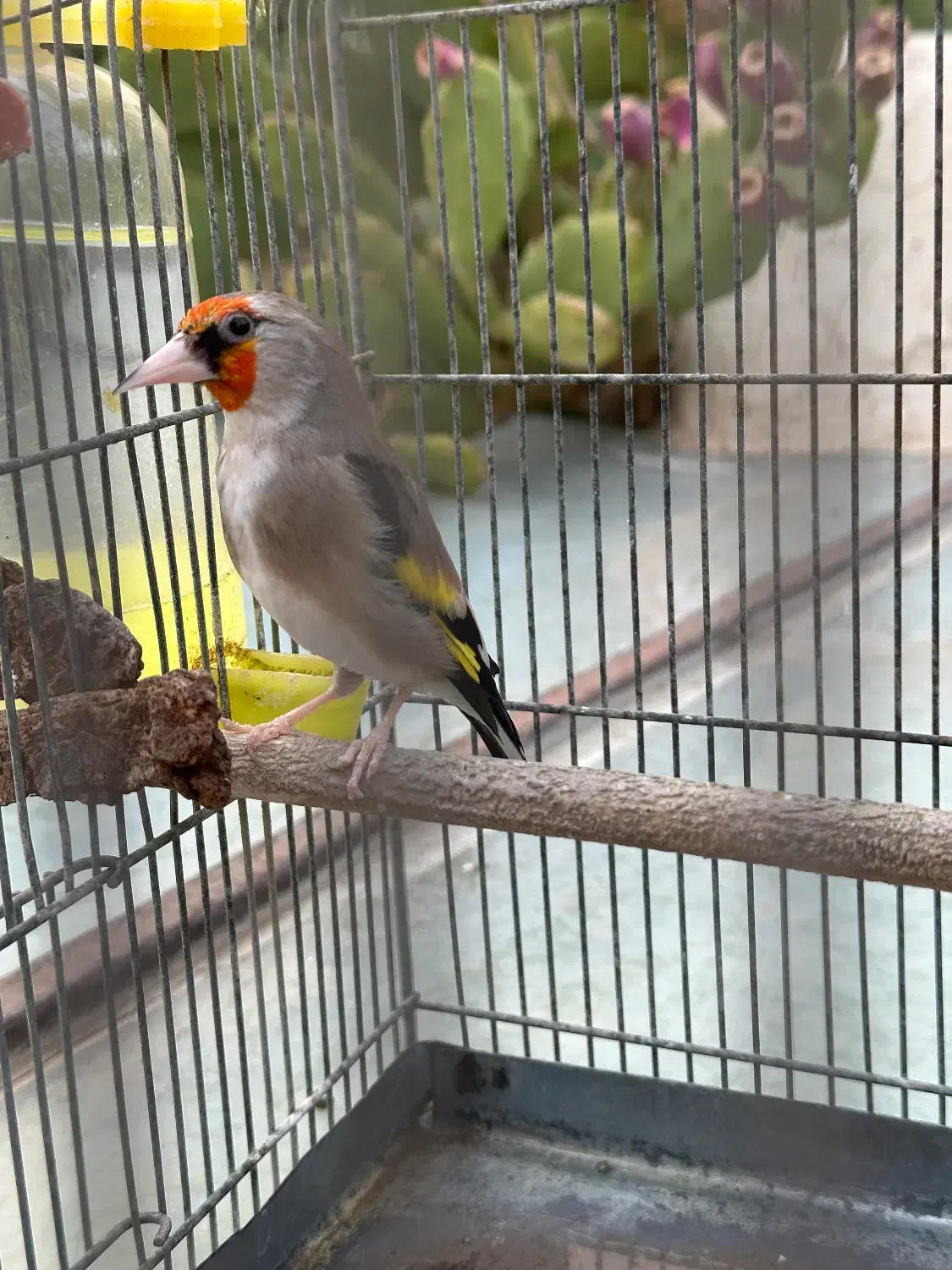سهره|پرنده|شیراز, شهرک پرواز|دیوار