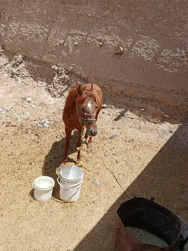 فروش نریان ۳ساله|اسب و تجهیزات اسبسواری|شیروان (خراسان), |دیوار