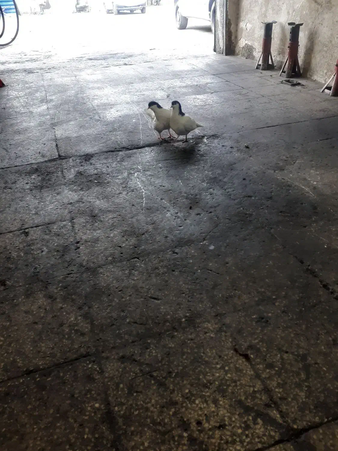 سلام|پرنده|تهران, صاحب الزمان|دیوار