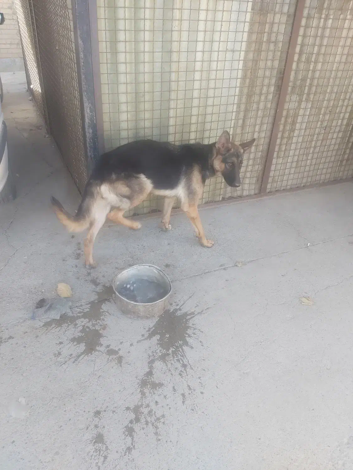 سگ ژرمن و پژدر و قفقازی|سگ|گرمدره, |دیوار