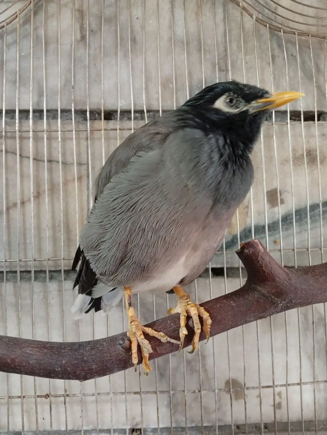 مرغ مینا|پرنده|تهران, مهرآباد|دیوار