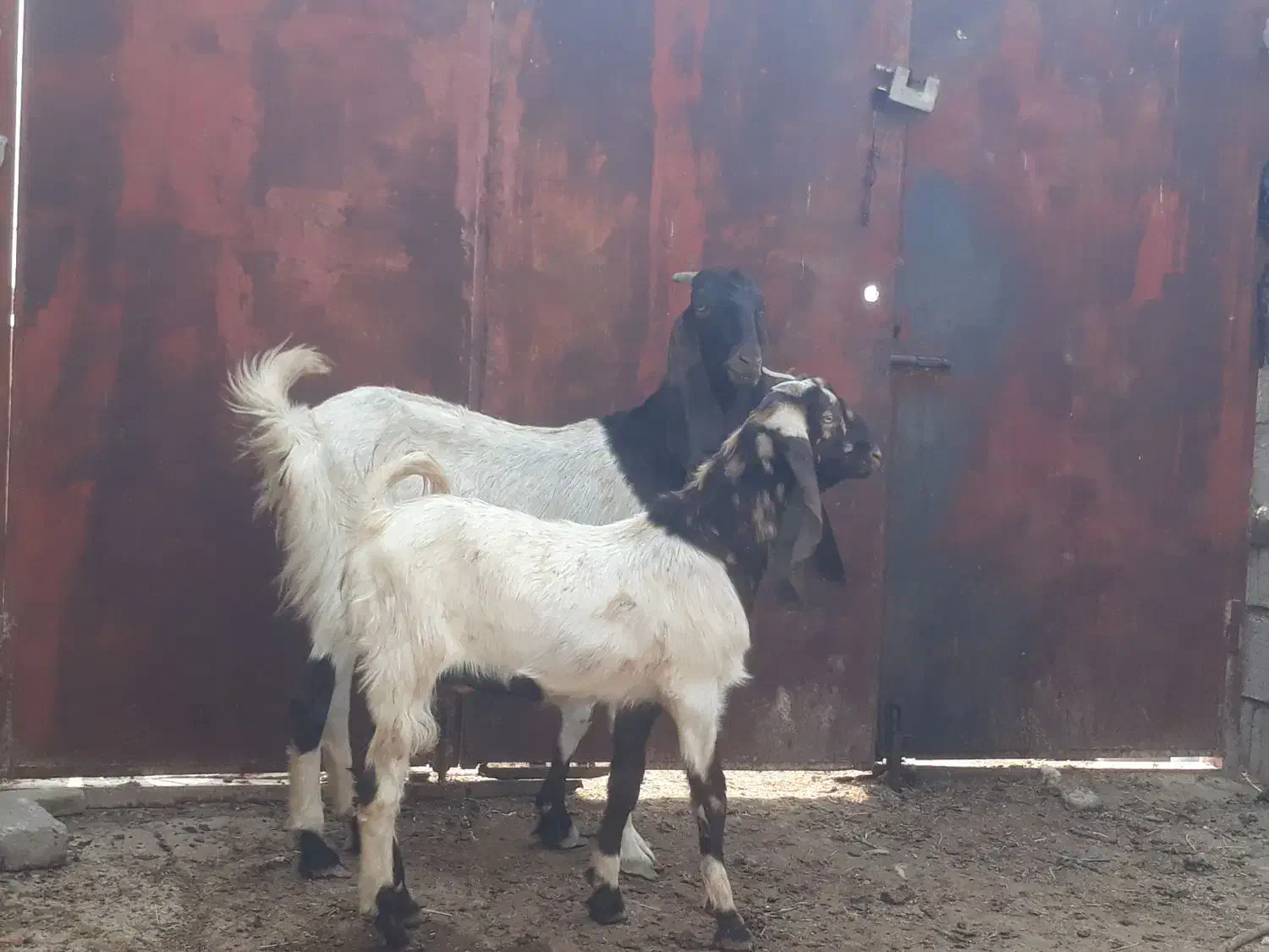 بز پاکستانی اصل شکم اول با نرش وتازه برخورده|حیوانات مزرعه|بندر ماهشهر, |دیوار
