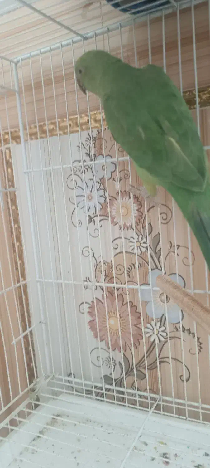 طوطی|پرنده|زهک, |دیوار