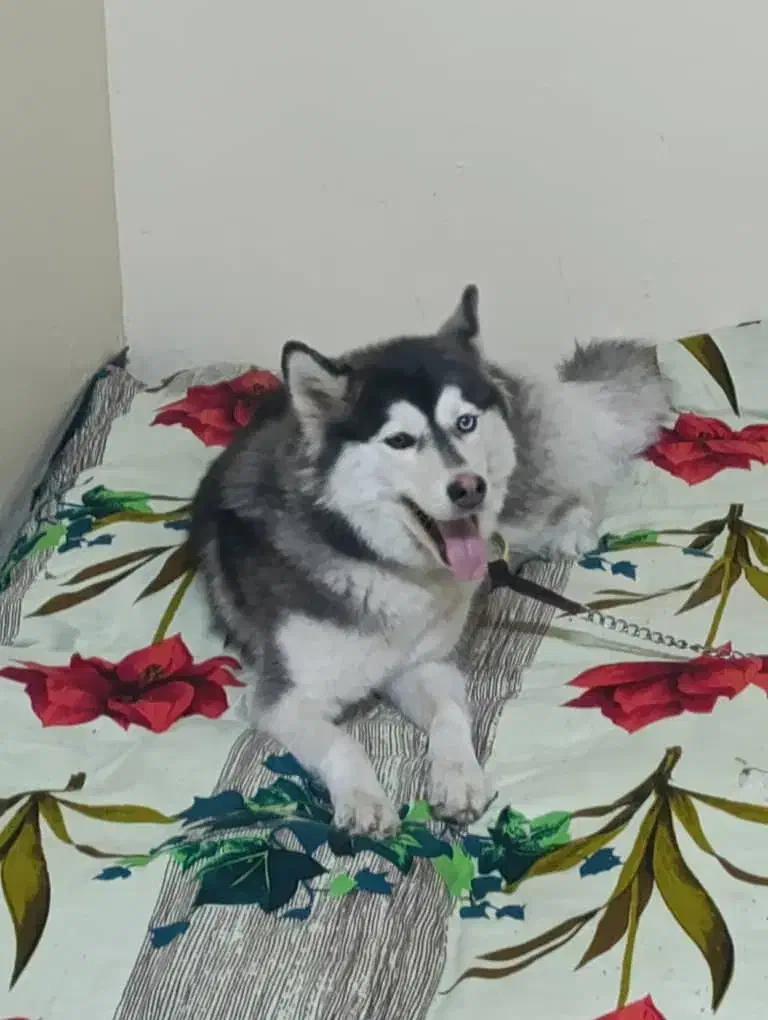 سگ هاسکی|سگ|دزفول, |دیوار