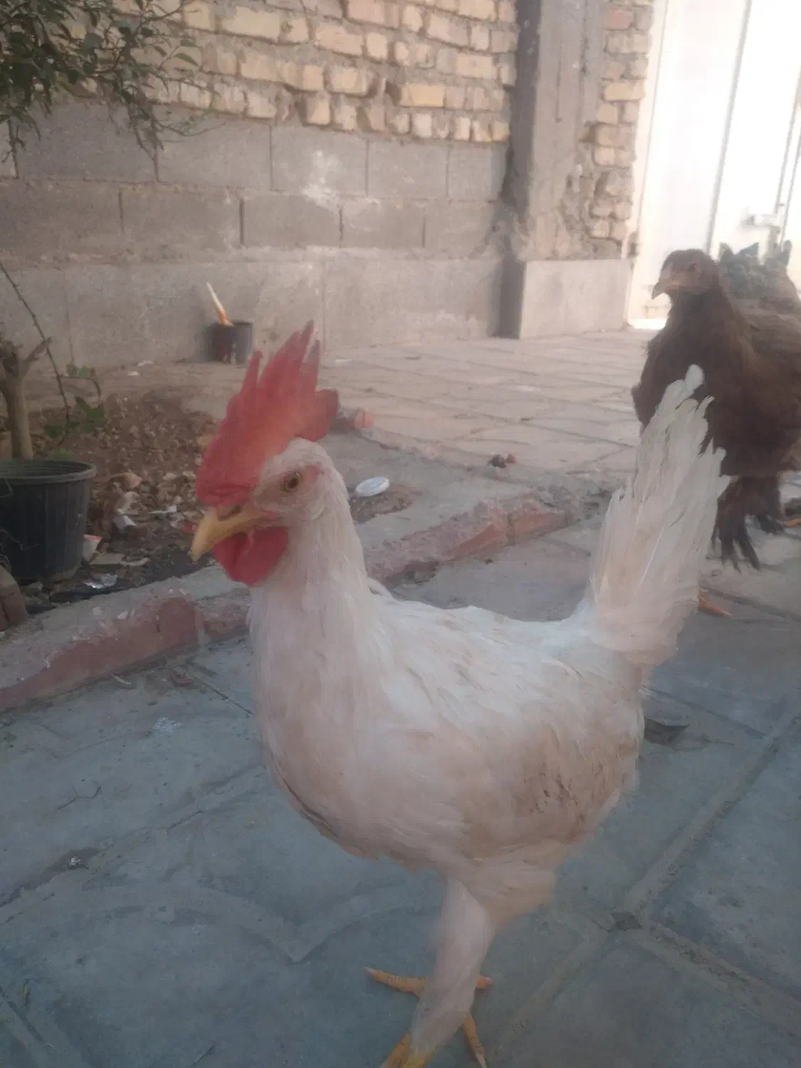 جوجه خروس سر بری|حیوانات مزرعه|شیراز, شریف‌آباد|دیوار