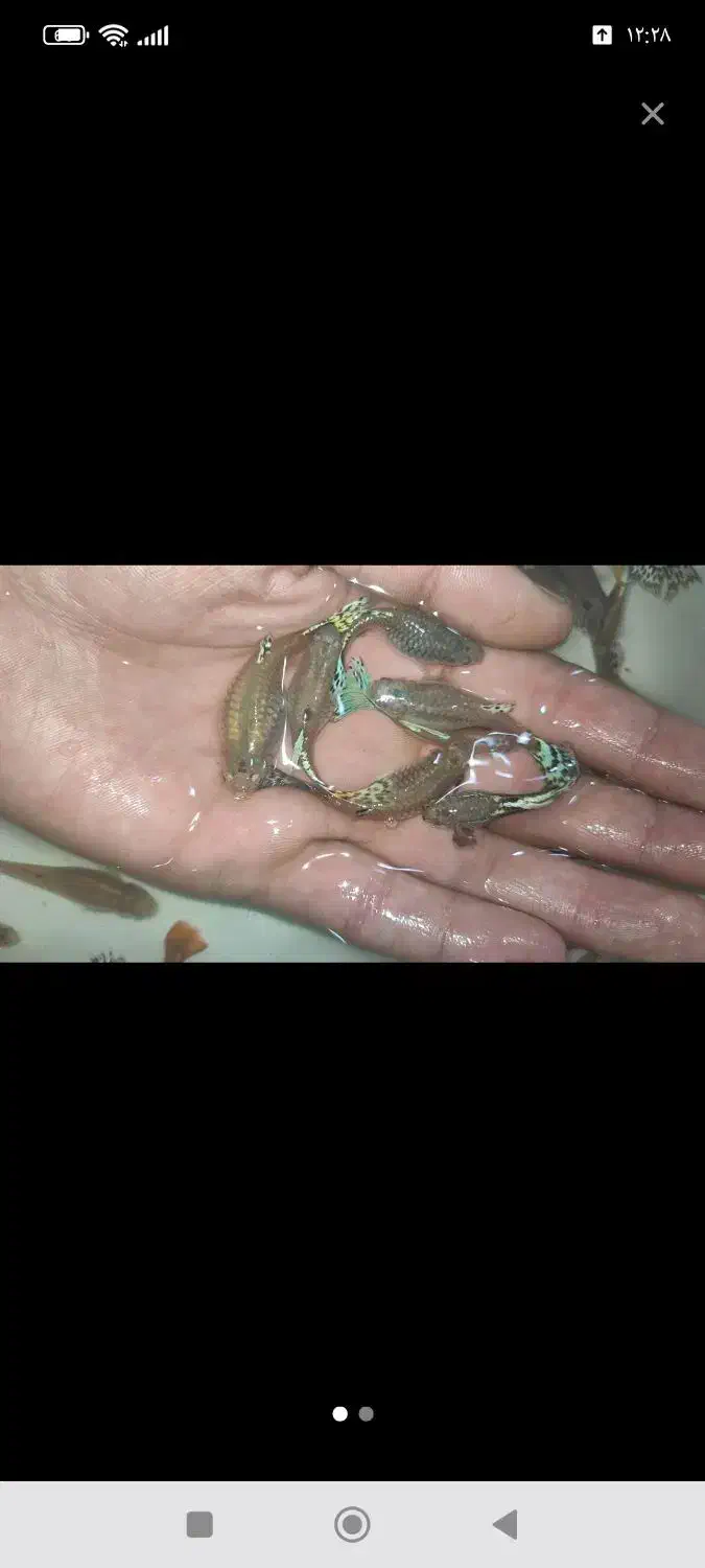 گوپی|ماهی|تربتحیدریه, باغ سلطانی|دیوار