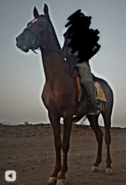 اسب ترکمن اصیل نریان مدرک دار|اسب و تجهیزات اسبسواری|سبزوار, قصبه شرقی|دیوار