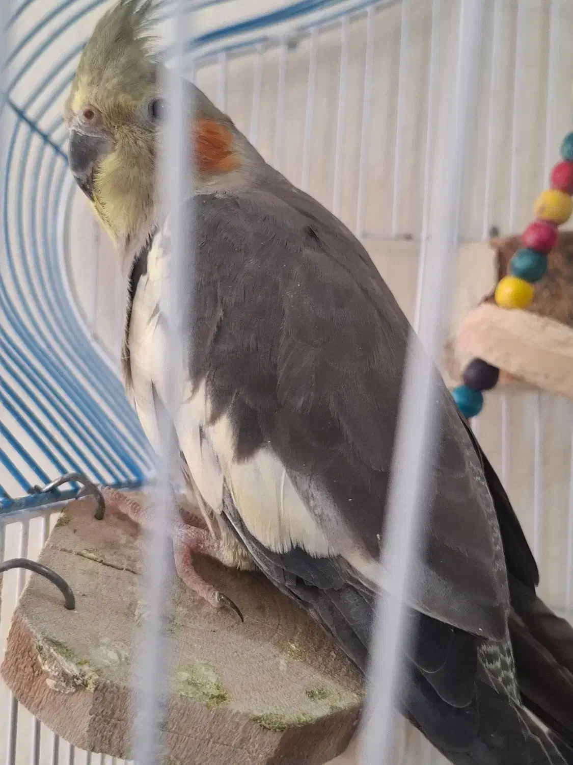 عروس هلندی|پرنده|سرپل ذهاب, |دیوار