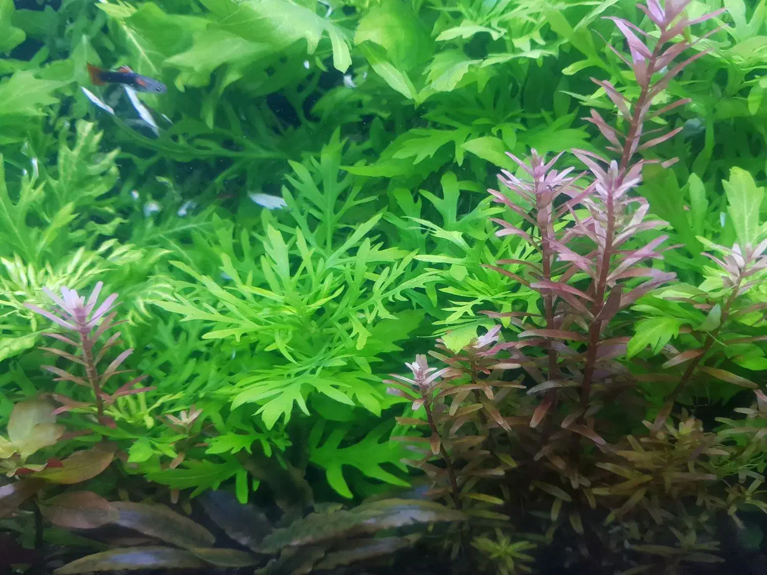 اکواریوم گیاه طبیعی|ماهی|مشهد, نیزه|دیوار