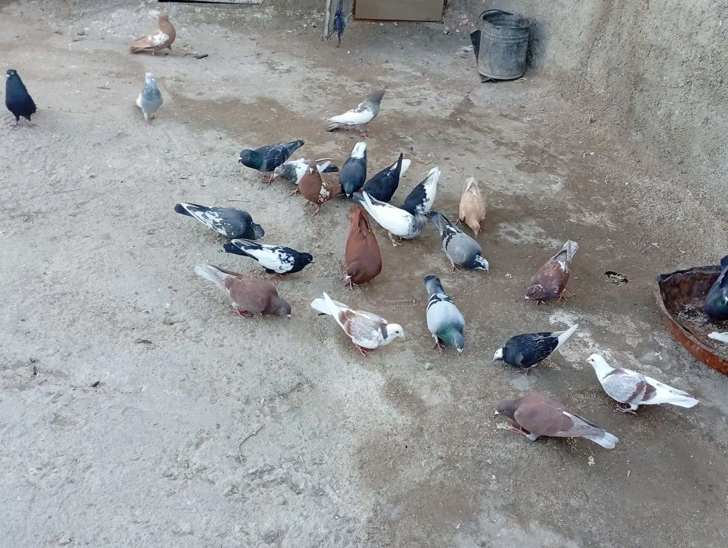 کبوتر|پرنده|شیراز, کوشک میدان|دیوار