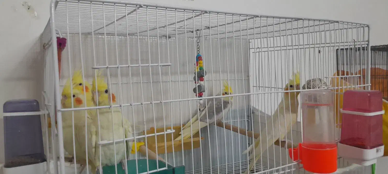 2 جفت عروس هلندی لوتیونو همراه جوجه|پرنده|طرقبه, |دیوار