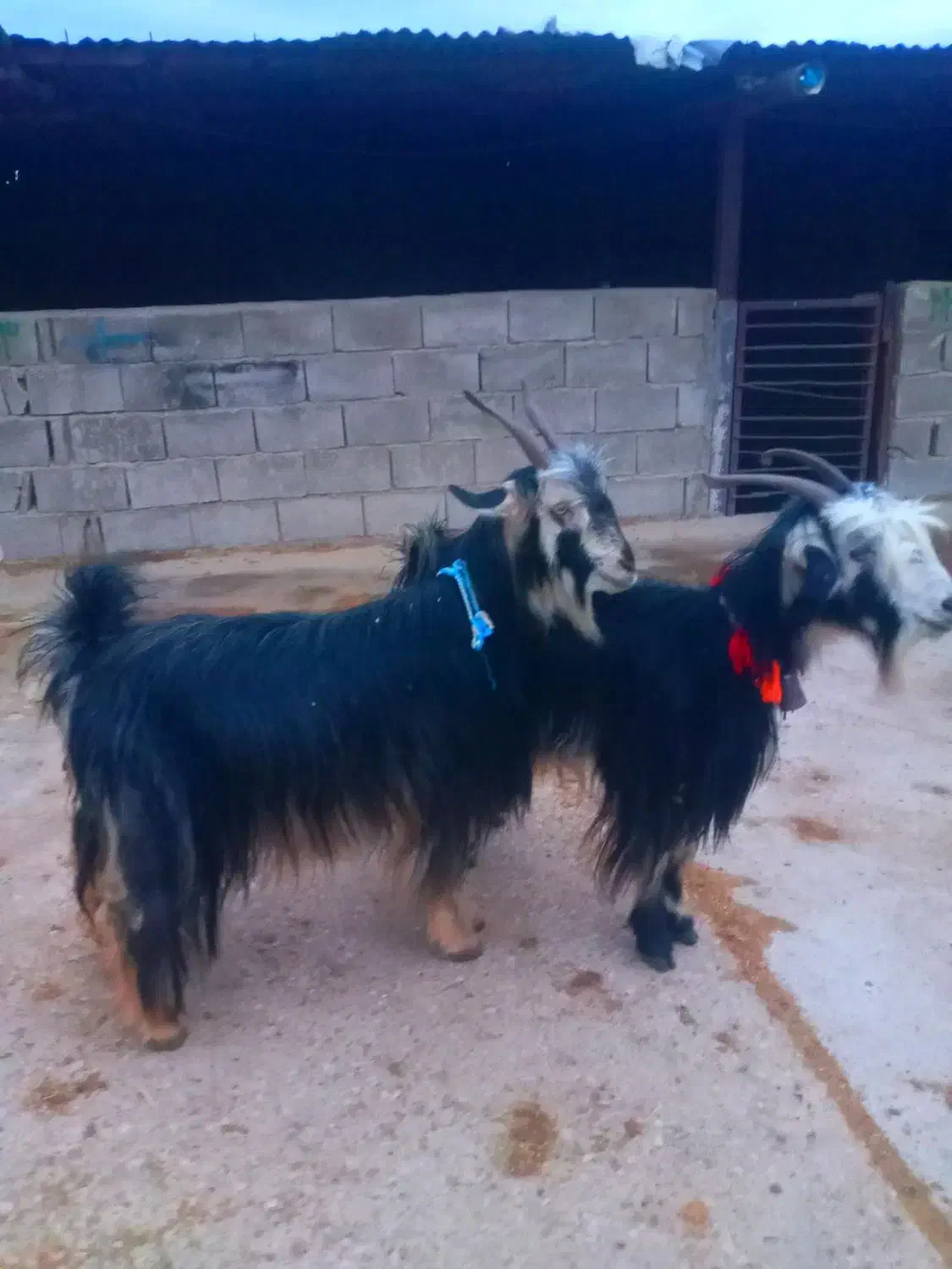 یه جفت بز روزگاری|حیوانات مزرعه|ایذه, |دیوار