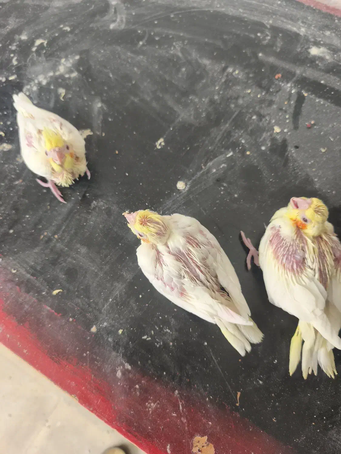 جوجه عروس سرلاکی|پرنده|داراب, |دیوار