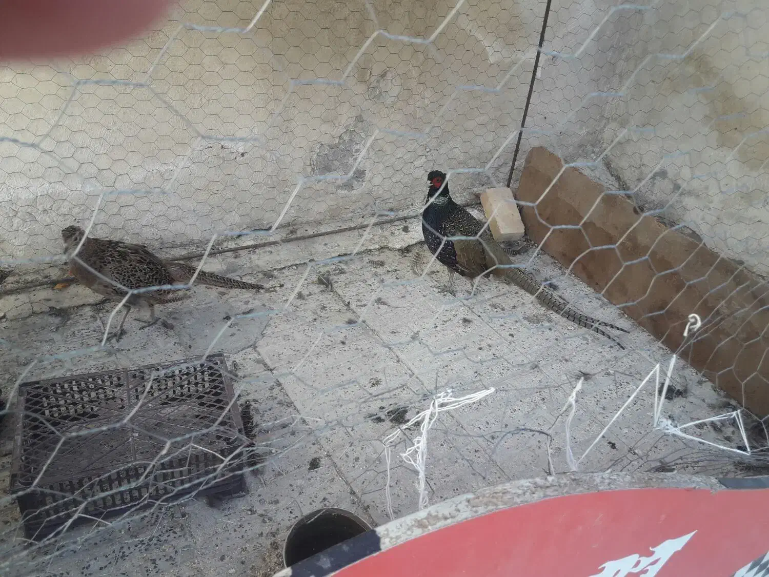 مرغ وخروس امریکایی|پرنده|اردبیل, |دیوار