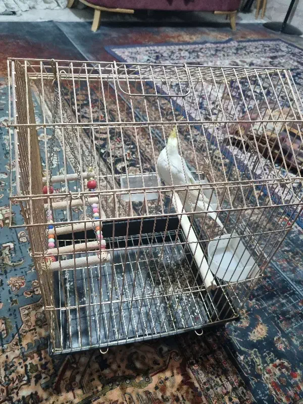 فروش عروس با قفس|پرنده|قم, شهرک امام حسن|دیوار