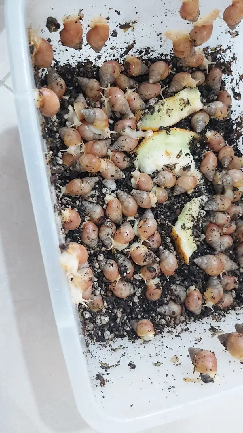 جوجه حلزون برای کار در منزل|خزنده|کرج, عظیمیه|دیوار