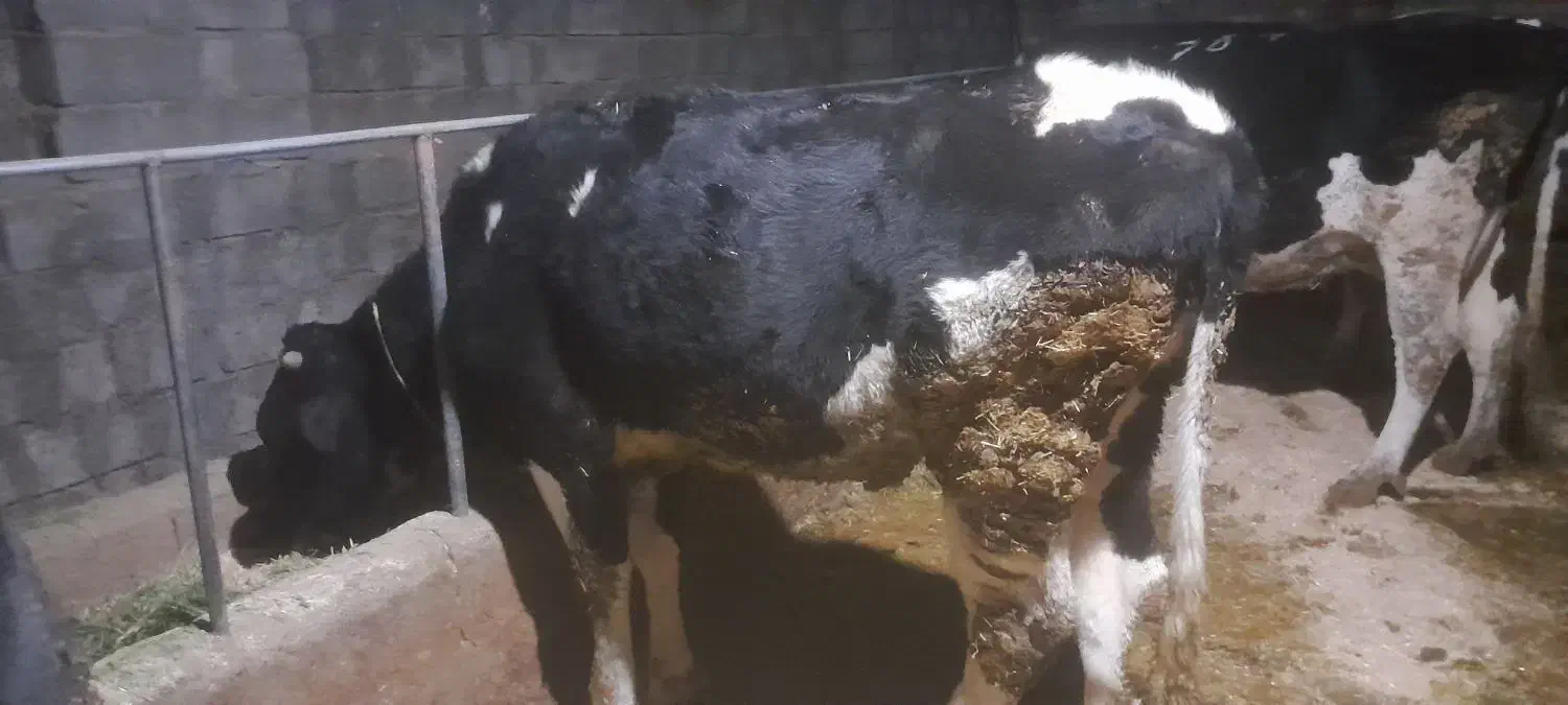 تلیسه پای کل|حیوانات مزرعه|دینور, |دیوار